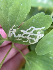 Phytomyza minuscula group