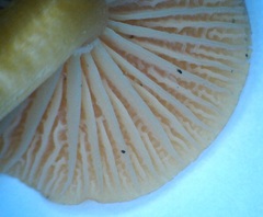 Camarophyllus aurantiopallens image