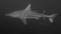 Carcharhinus limbatus