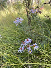 Ionactis linariifolia