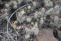 Grusonia aggeria