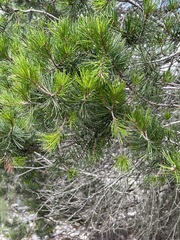 Pinus remota