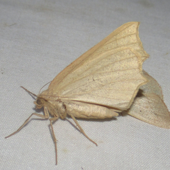 Prochoerodes truxaliata