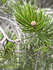 Pinus remota