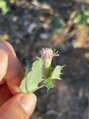 Acourtia nana