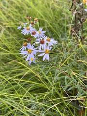 Ionactis linariifolia