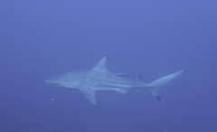 Carcharhinus limbatus