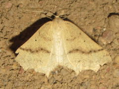 Prochoerodes truxaliata