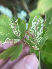 Phytomyza minuscula group