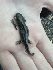 Ambystoma talpoideum