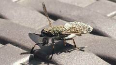 Haematopota pluvialis