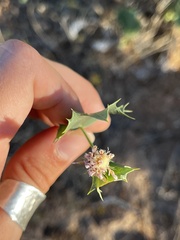Acourtia nana