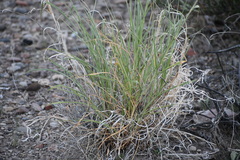 Digitaria californica