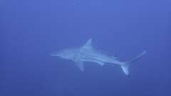 Carcharhinus limbatus