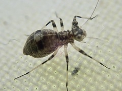 Mesopsocus fuscifrons