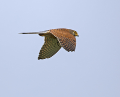 Falco moluccensis