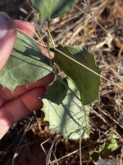 Acourtia nana