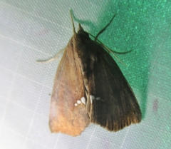 Hypsoropha hormos