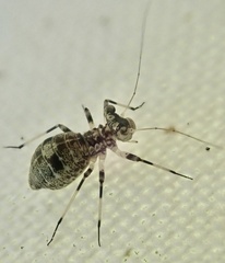 Mesopsocus fuscifrons