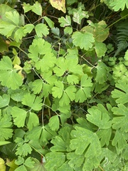 Phytomyza minuscula group