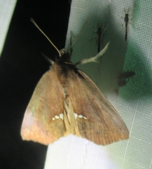 Hypsoropha hormos