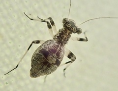 Mesopsocus fuscifrons