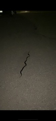 Lampropeltis californiae