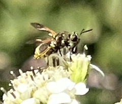 Hoplitimyia mutabilis