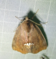 Hypsoropha hormos