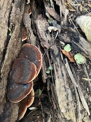 Ischnoderma benzoinum