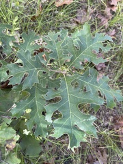 Quercus ellipsoidalis