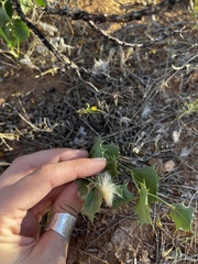 Acourtia nana
