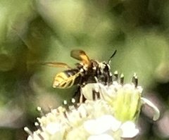 Hoplitimyia mutabilis