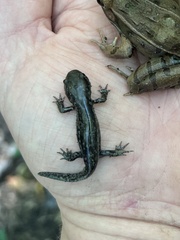 Ambystoma talpoideum