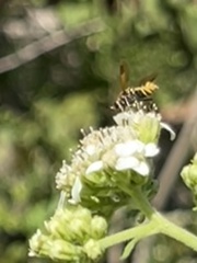 Hoplitimyia mutabilis