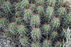 Echinocereus enneacanthus enneacanthus