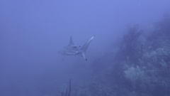 Carcharhinus limbatus