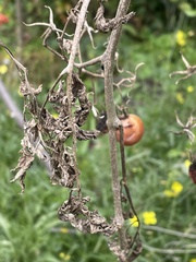 Phytophthora infestans