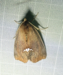 Hypsoropha hormos