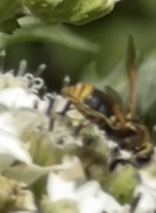 Hoplitimyia mutabilis