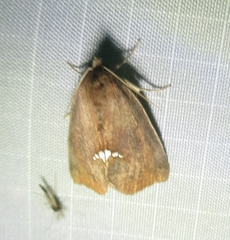 Hypsoropha hormos