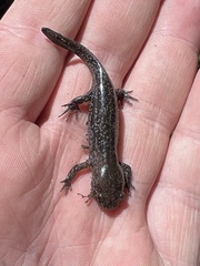 Ambystoma talpoideum