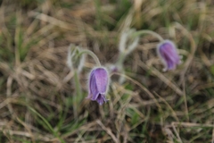 Pulsatilla grandis