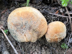 Hydnum repandum