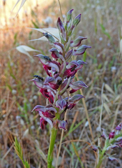 Anacamptis coriophora fragrans