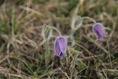 Pulsatilla grandis