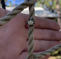 Gasteracantha cancriformis