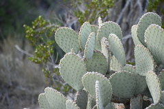 Opuntia rufida