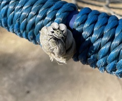 Gasteracantha cancriformis