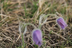 Pulsatilla grandis